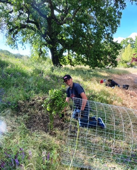 Wyatt weeding and mulching a seedling.